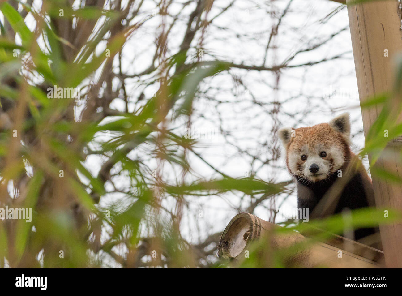 Nahaufnahme des roten Pandas in einem Bambuswald Stockfoto