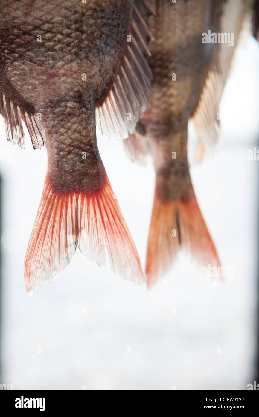 Fischer reinigen sie ihren Fisch entlang der Docks in Destin, Florida Stockfoto Fischer reinigen sie ihren Fisch entlang der Docks in Destin, Florida Stockfoto