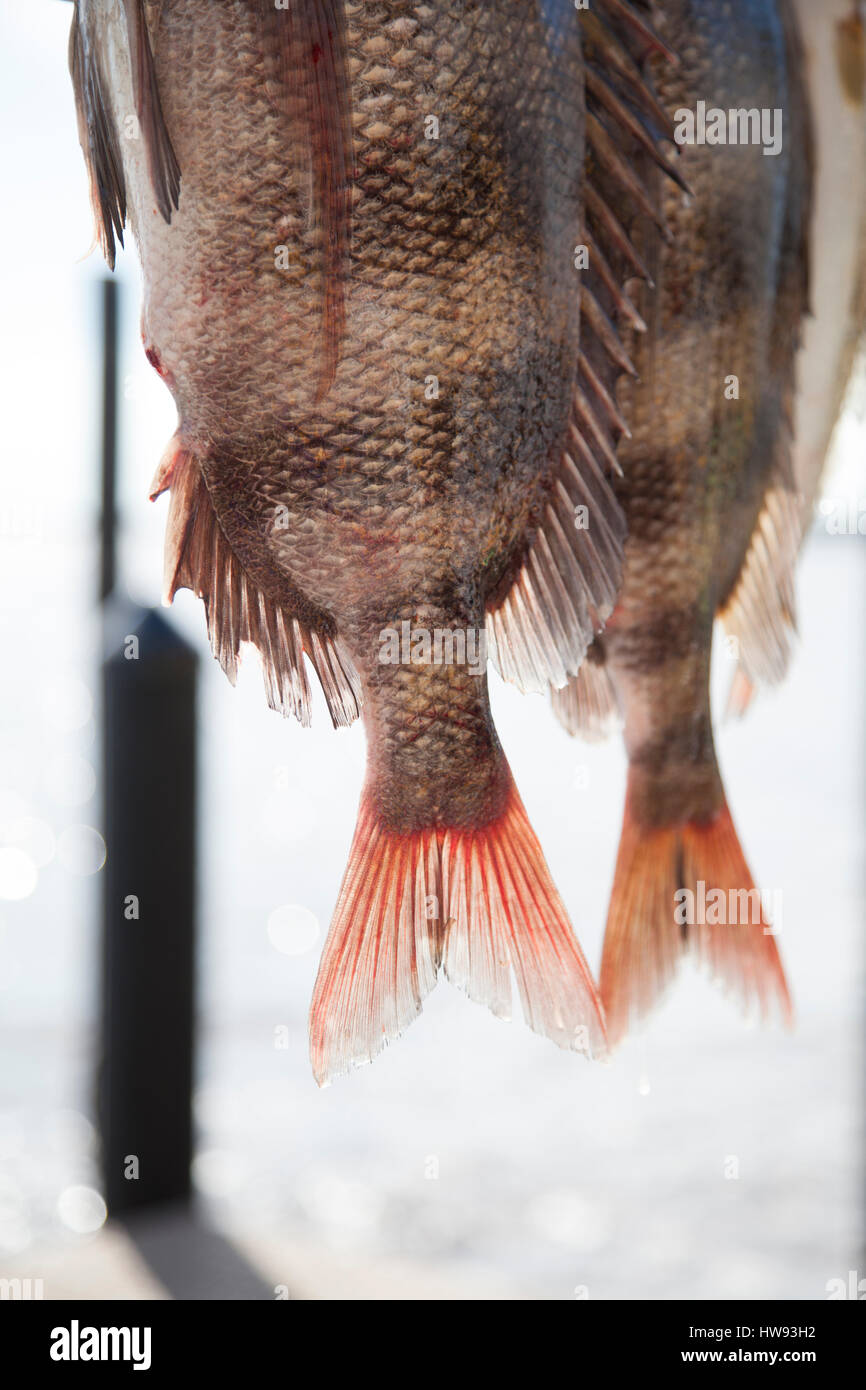 Fischer reinigen sie ihren Fisch entlang der Docks in Destin, Florida Stockfoto Fischer reinigen sie ihren Fisch entlang der Docks in Destin, Florida Stockfoto
