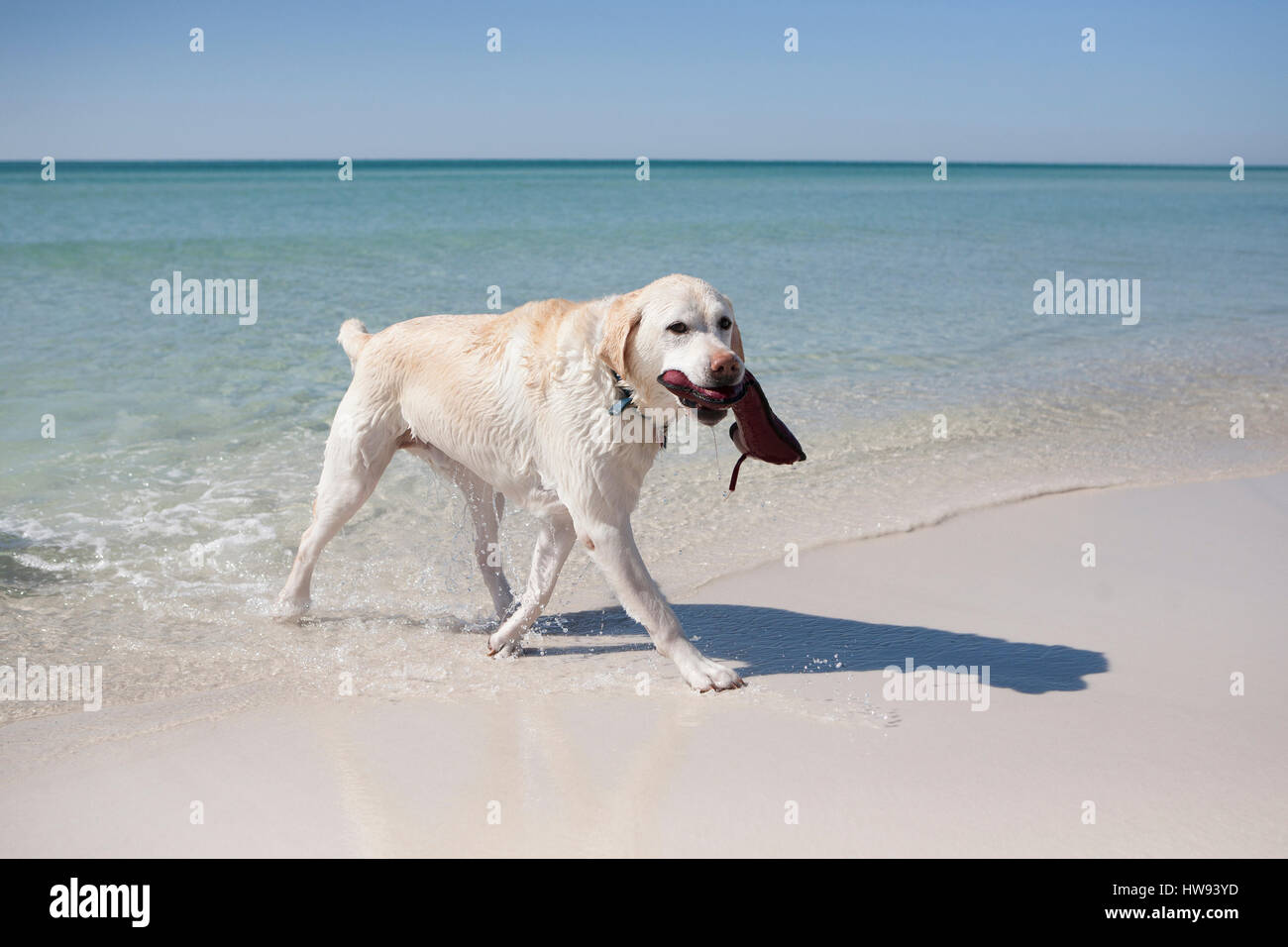 Hund spielt im Wasser an der nordwestlichen Küste von Florida. Stockfoto