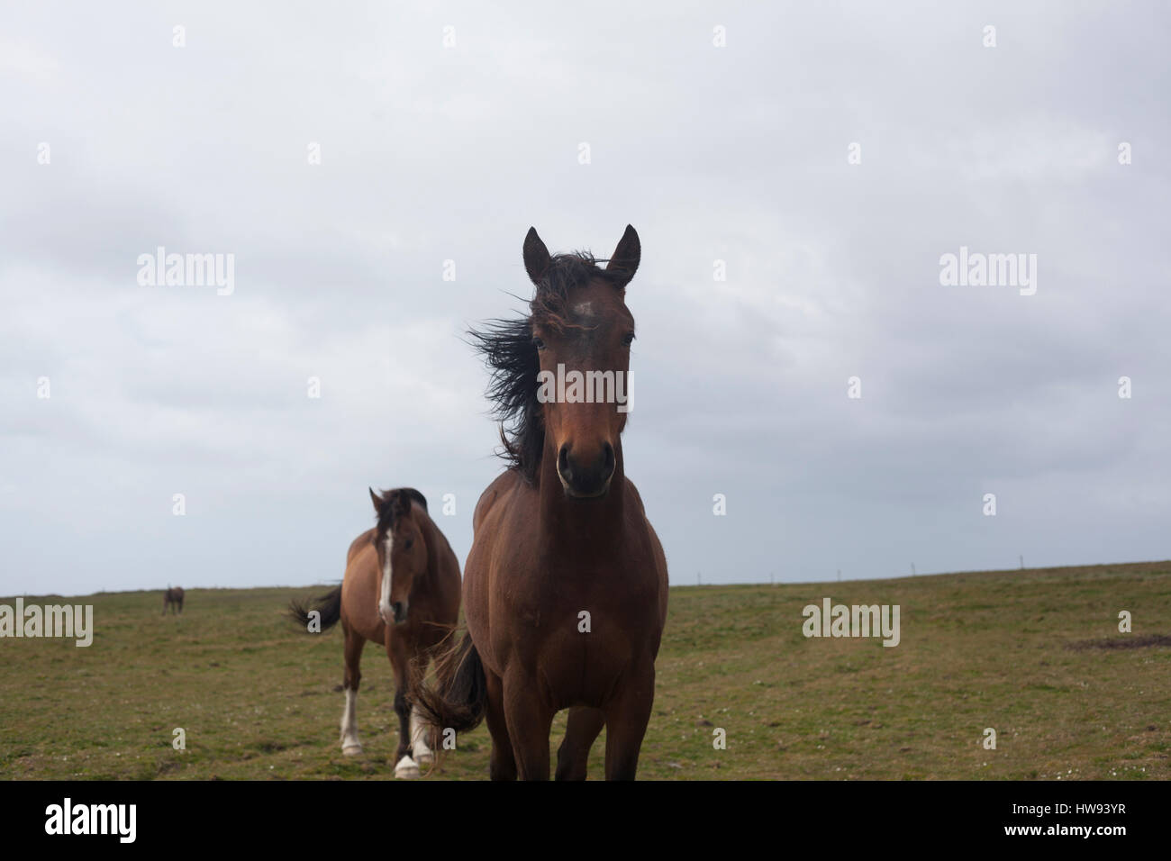 Pferde in entlang der Westküste Irlands Stockfoto