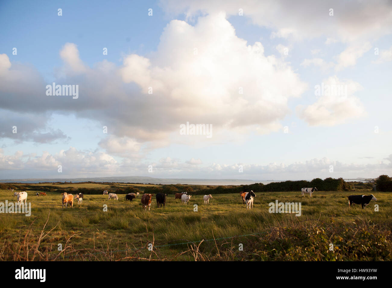 Kühe auf einer Weide an der Westküste von Irland. Stockfoto