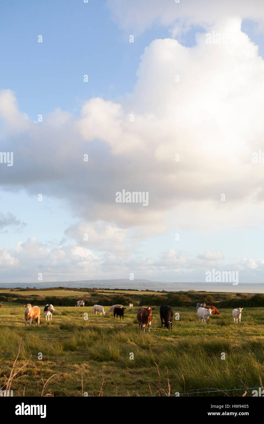 Kühe auf einer Weide an der Westküste von Irland. Stockfoto Kühe auf einer Weide an der Westküste von Irland. Stockfoto