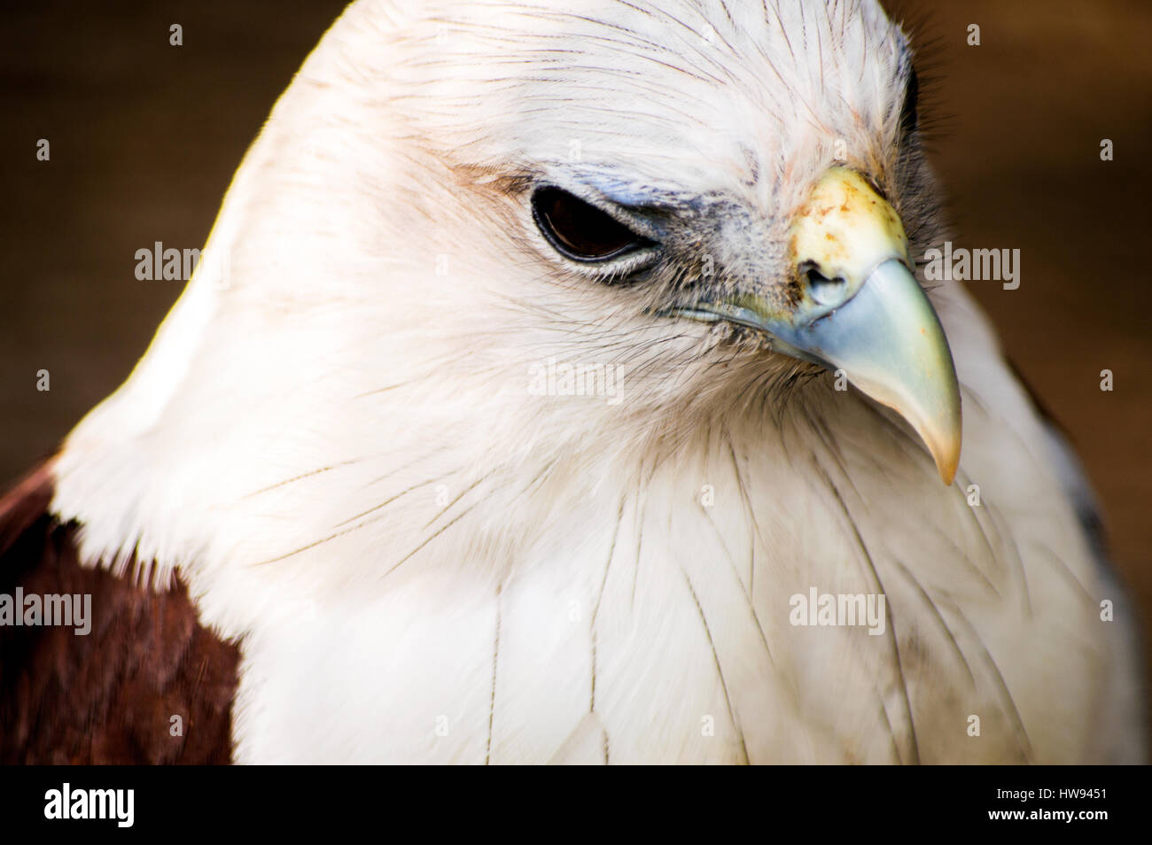 Brahimy Kite in Albay Park und Wildlife, Legazpi City, Philippinen Stockfoto