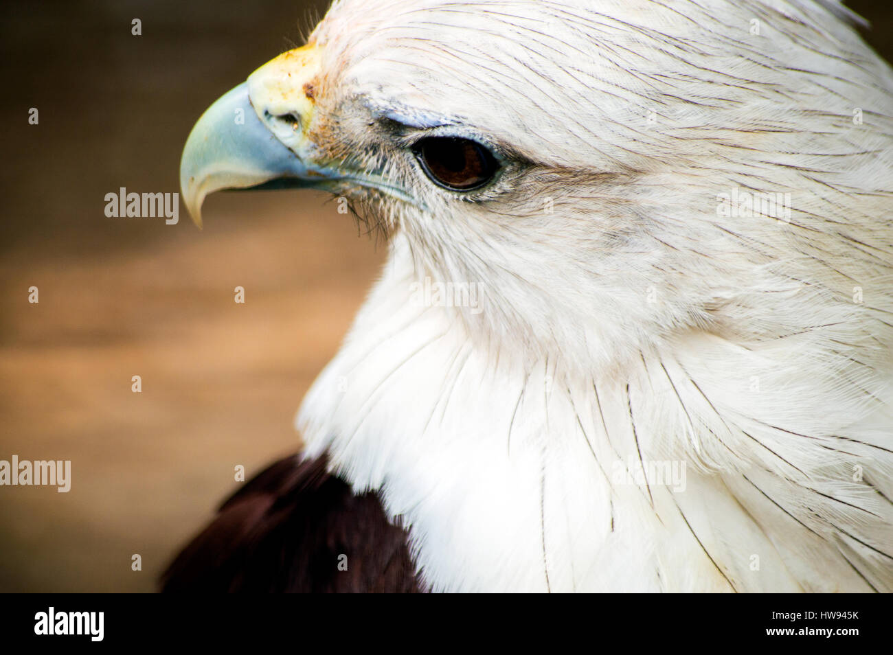 Brahimy Kite in Albay Park und Wildlife, Legazpi City, Philippinen Stockfoto