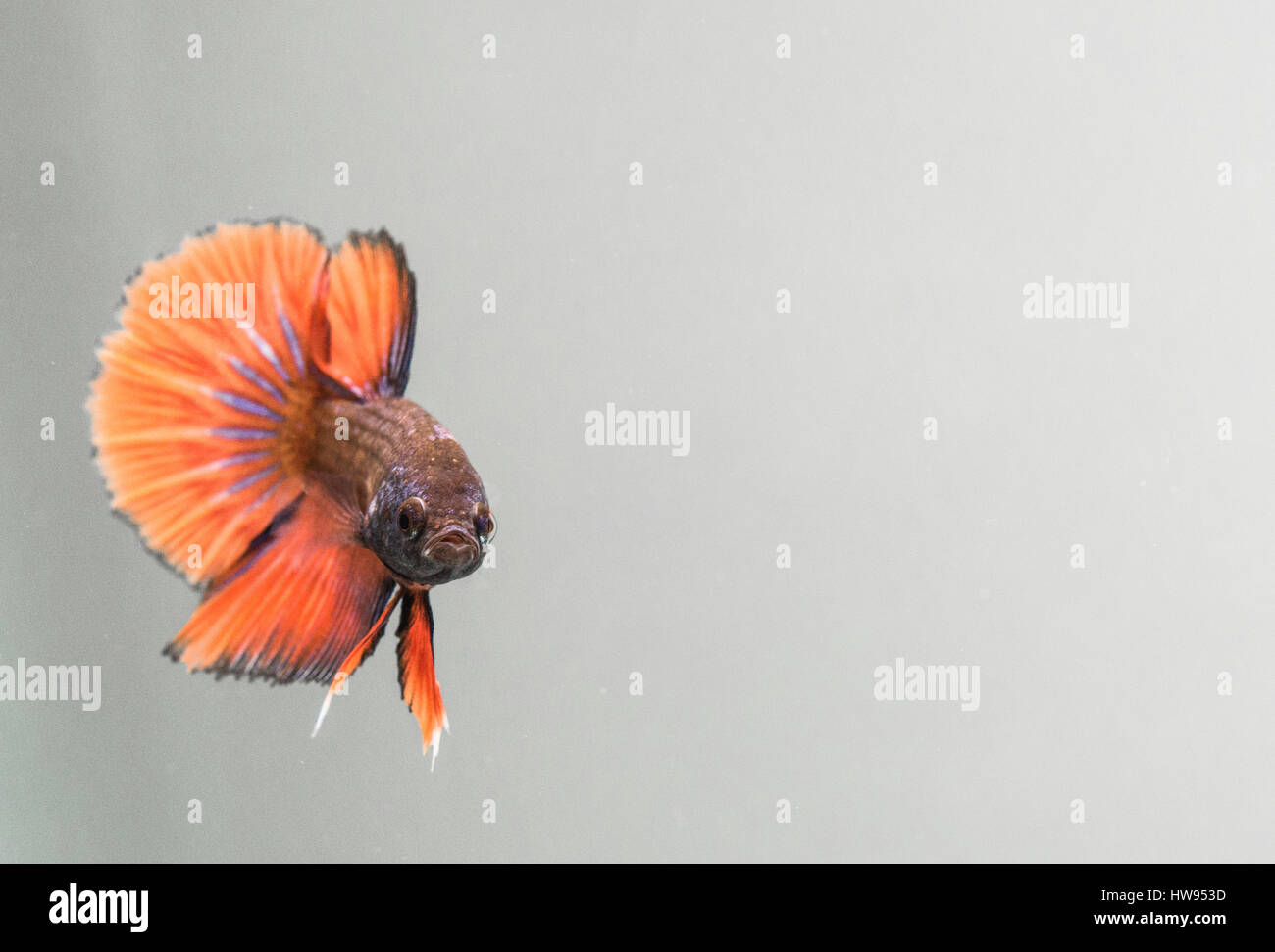 Betta Splendens Orange Halbmond Männchen Stockfoto