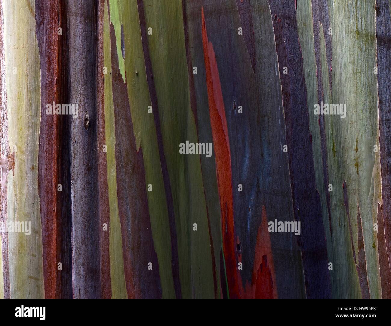 Regenbogen Eukalyptus mit bunten Rinde ist auch bekannt als Mindanao Gum Tree oder Regenbogen Gum Tree, der lebt in den tropischen Wäldern mit viel Regen. Stockfoto