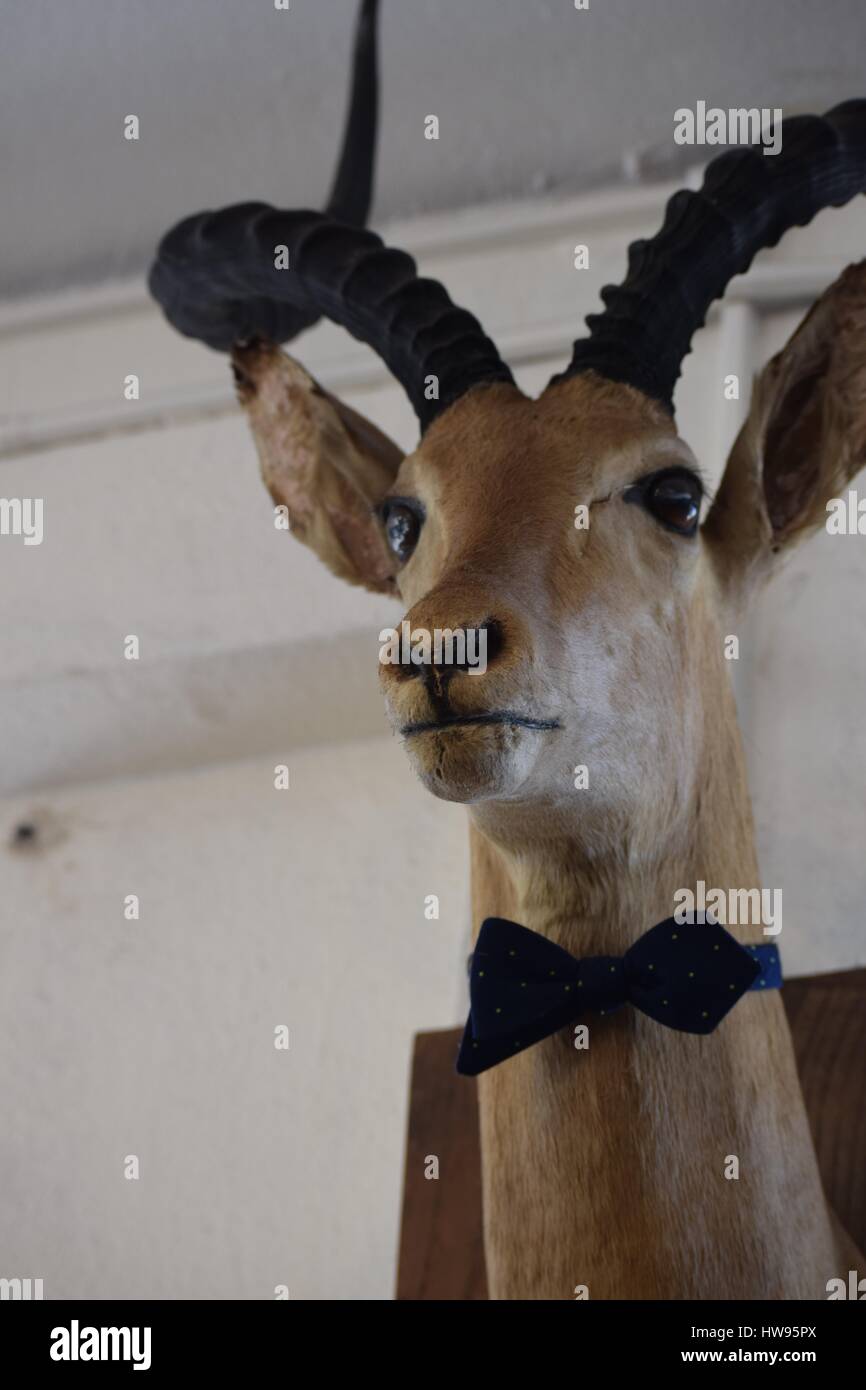 Spirale gehörnte Antilope / Alias Kudu oder Kudu-, sind Säugetiere leben in der Sahara Wüste Region von Afrika, wo sind sie grau Geister genannt. Stockfoto