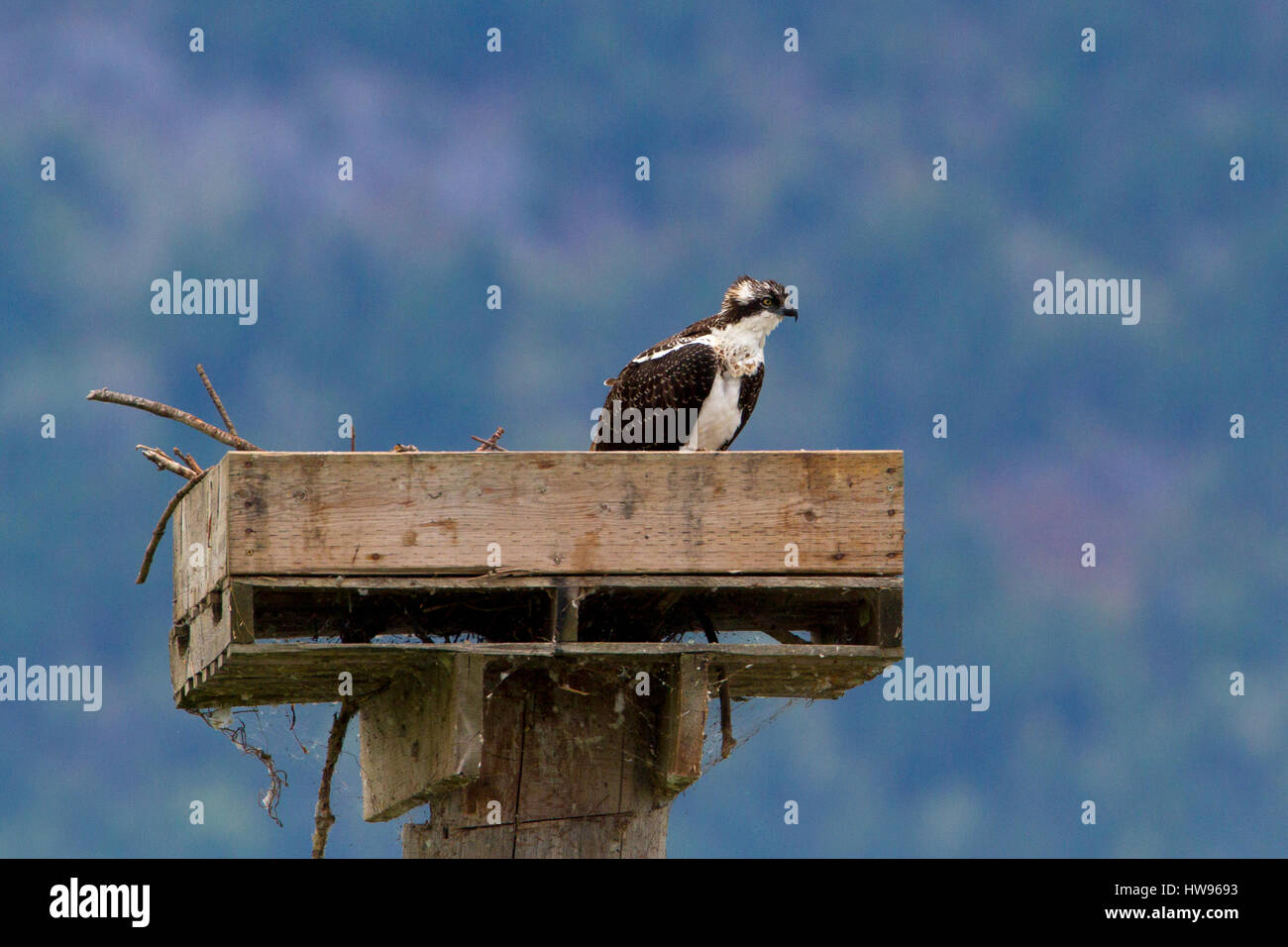 Fischadler (Pandion Haliaetus) sitzt auf einem Nistkasten am Shuswap Lake unter Salmon Arm Wharf, BC, Kanada Stockfoto