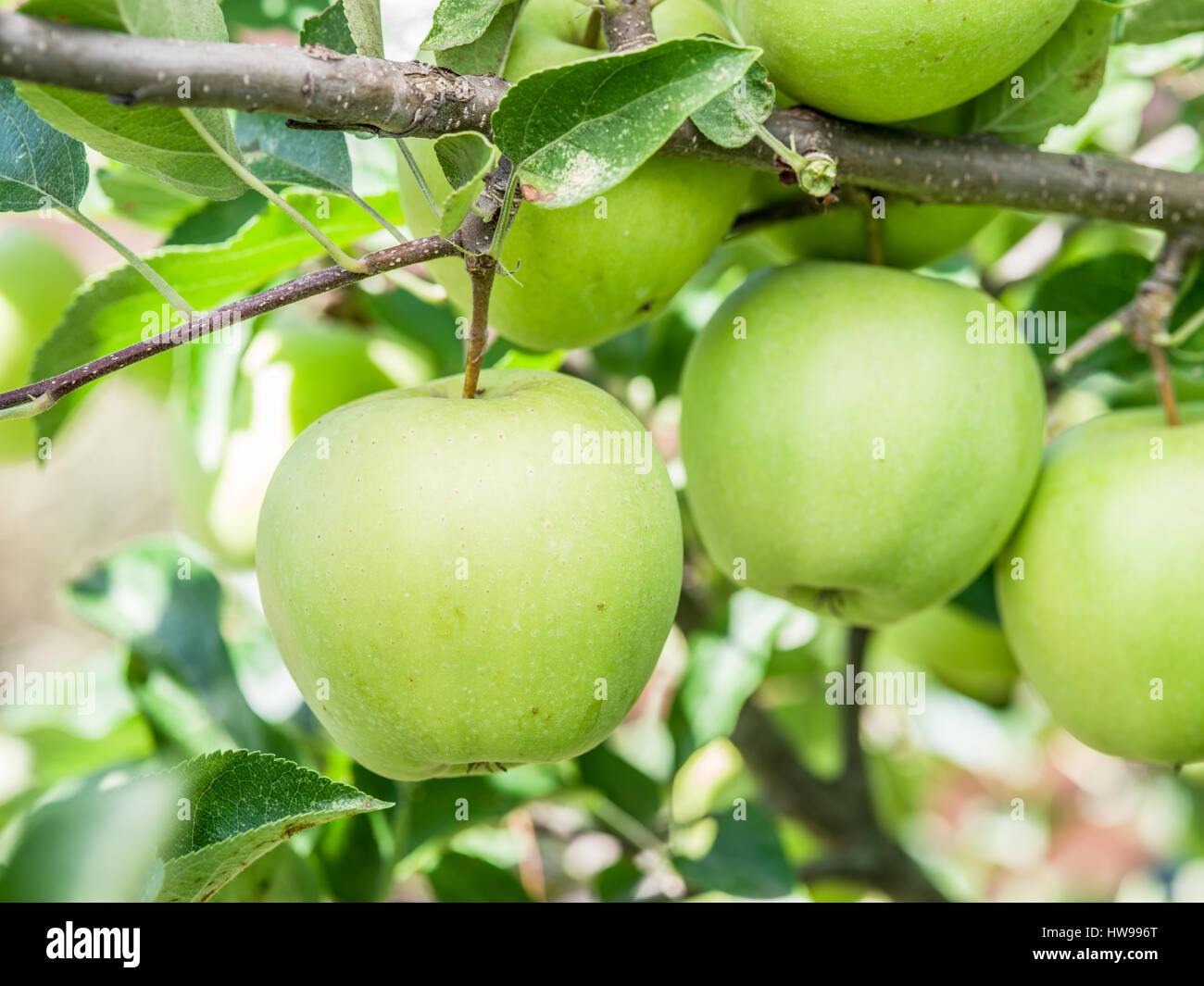 Die Reifen Golden Delicious Äpfel auf dem Baum. Closeup erschossen. Stockfoto