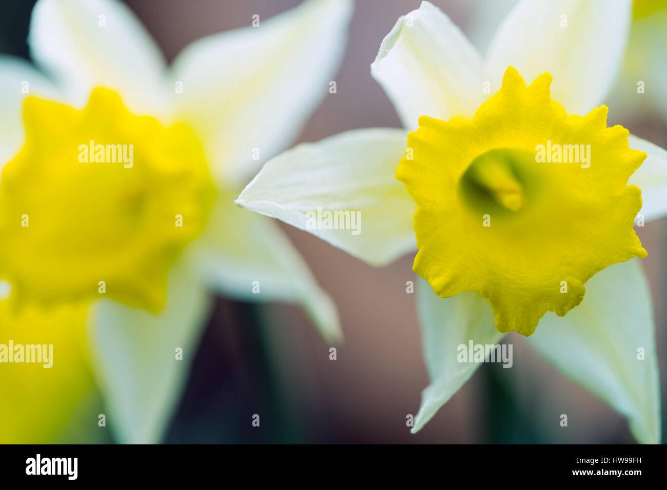 Narzissen Bildhintergrund Frühling Englisch England Daffodil Narzisse gelb und weiß auf Lager Stockfoto