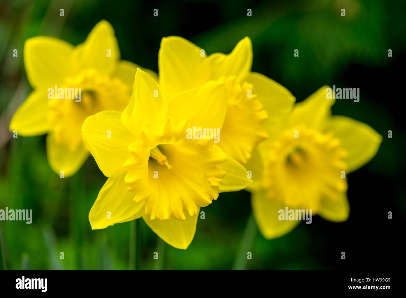 Narzissen Bildhintergrund Frühling Englisch England Daffodil Narzisse gelb und weiß auf Lager Stockfoto