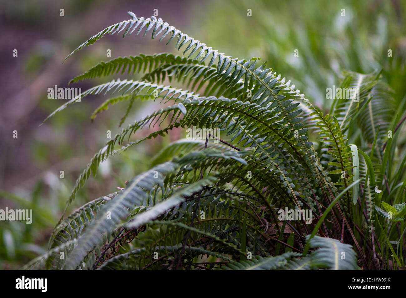 Hart-Farn (Blechnum spicant). Farn in der Familie Blechnaceae wächst in feuchten Wäldern im Oyster Niederwald Naturreservat in Wiltshire, Großbritannien Stockfoto