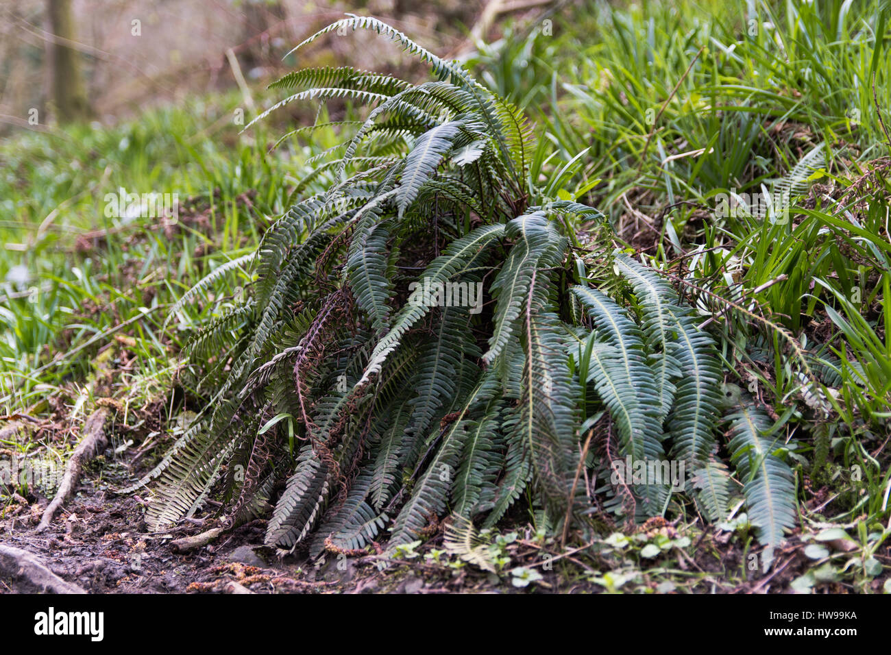Hart-Farn (Blechnum spicant) Pflanze. Farn in der Familie Blechnaceae wächst in feuchten Wäldern im Oyster Niederwald Naturreservat in Wiltshire, Großbritannien Stockfoto