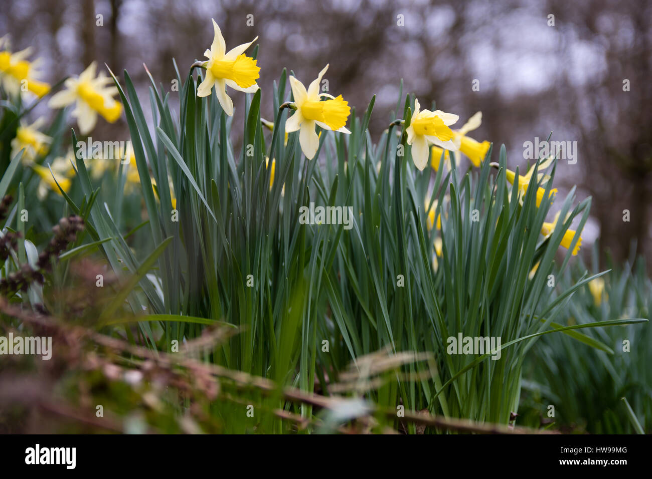 Blühende wilde Narzissen (Narcissus Pseudonarcissus Pseudonarcissus). Native Narzisse, lieh aka Lilie blüht in Oyster Niederwald Wald, UK Stockfoto