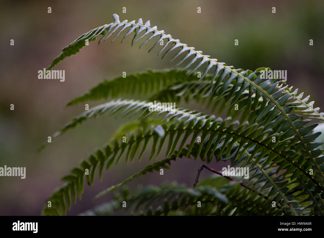 Hart-Farn (Blechnum spicant) sterile Wedel. Farn in der Familie Blechnaceae wächst in feuchten Wäldern bei Oyster Niederwald Natur reserve, Wiltshire UK Stockfoto