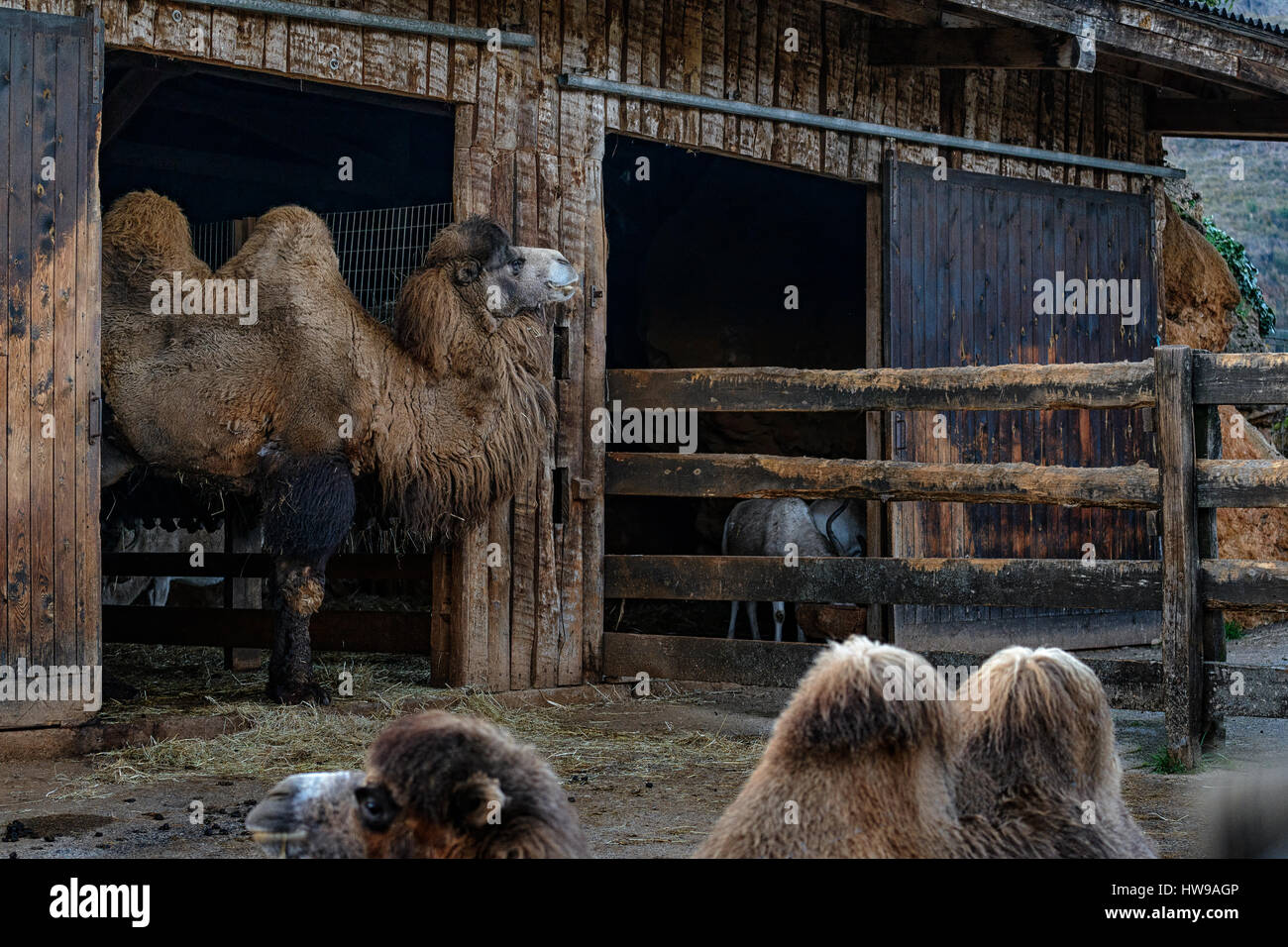 Kamele, Tiere in der Natur Park Cabarceno, Kantabrien, Spanien, Europa. Stockfoto