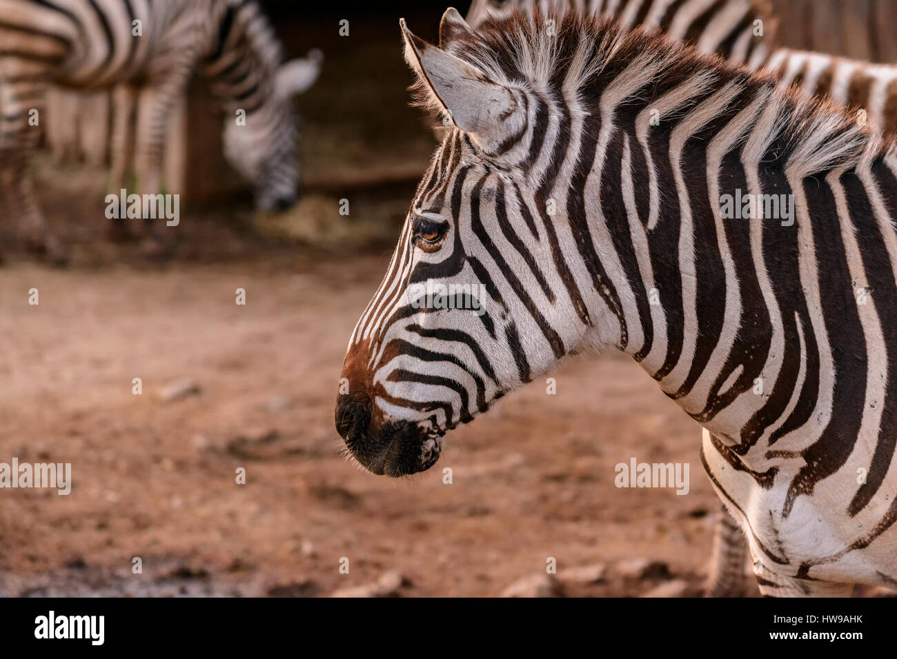 Zebra Tier im Parque De La Naturaleza de Cabarceno, Kantabrien, Spanien, Europa. Stockfoto
