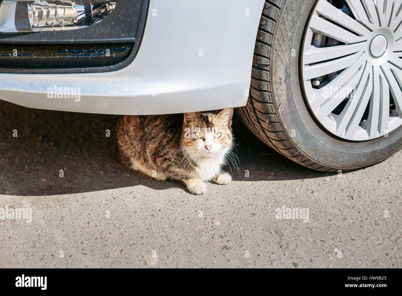 Gefahr: Katze vor ein Auto liegen Stockfotografie - Alamy