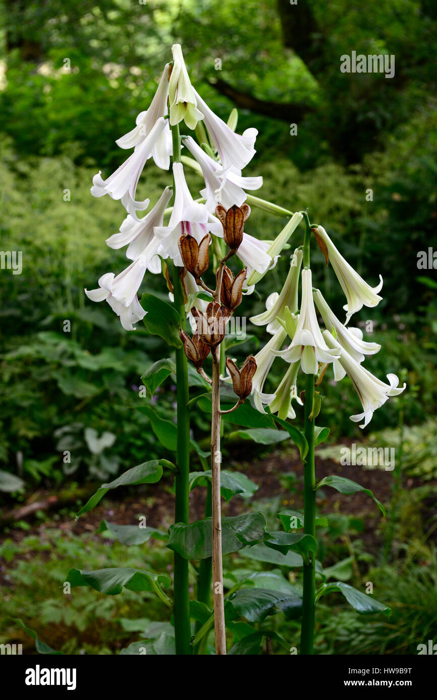 20 Semi Di Giglio Gigante Himalayano (Cardiocrinum Giganteum) Per Giardino Esotico - Foto 3