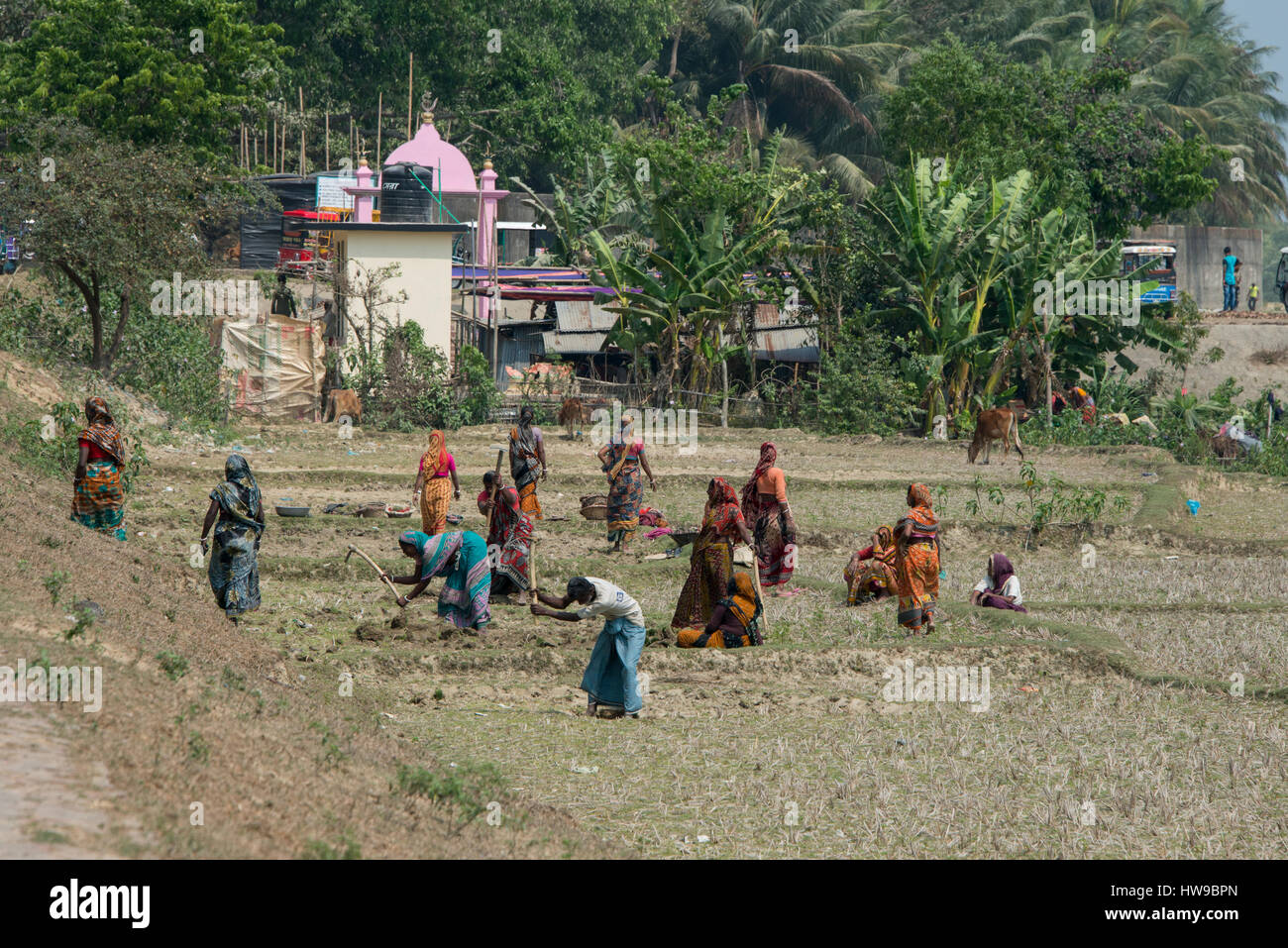 Chittagong, Bangladesch Bezirk von Cox Bazar, Maheshkhali Insel (aka Maheshkali, Mahesh Khali, Moheshkhali) Frauen, die harte Arbeit in Kornfeldern, M Stockfoto