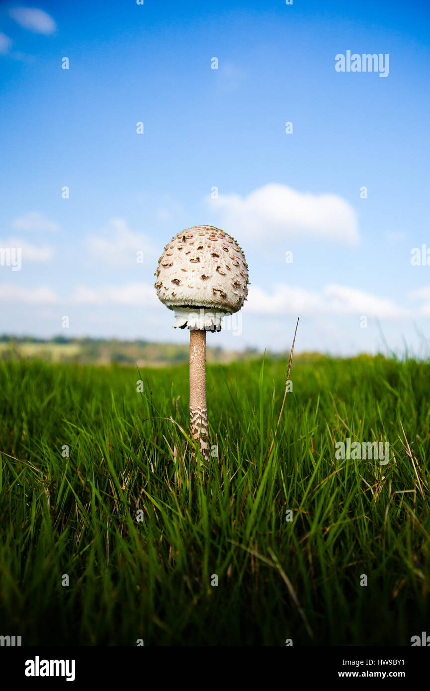 einsamer Sonnenschirm Pilz, Macrolepiota procera Stockfoto