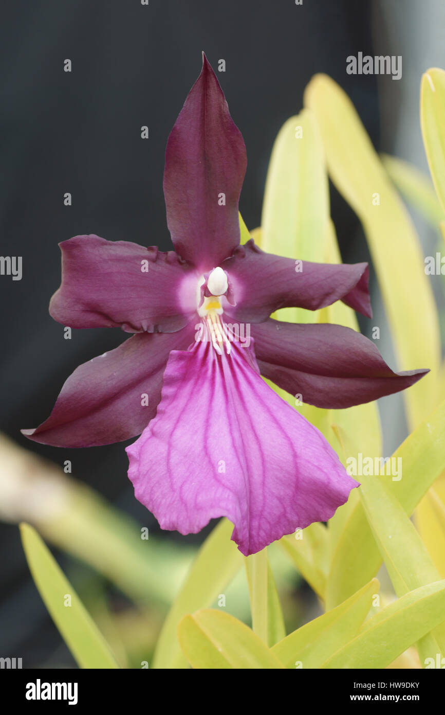 Miltonia Spectabilis Var moreliana Stockfoto