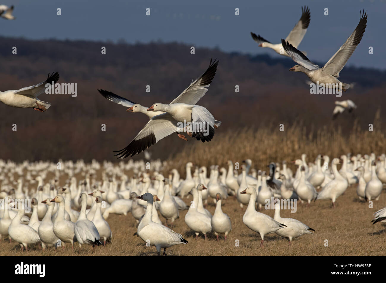 Schneegänse im Flug während der Frühjahrswanderung am Middle Creek Wildlife Management Area Stockfoto