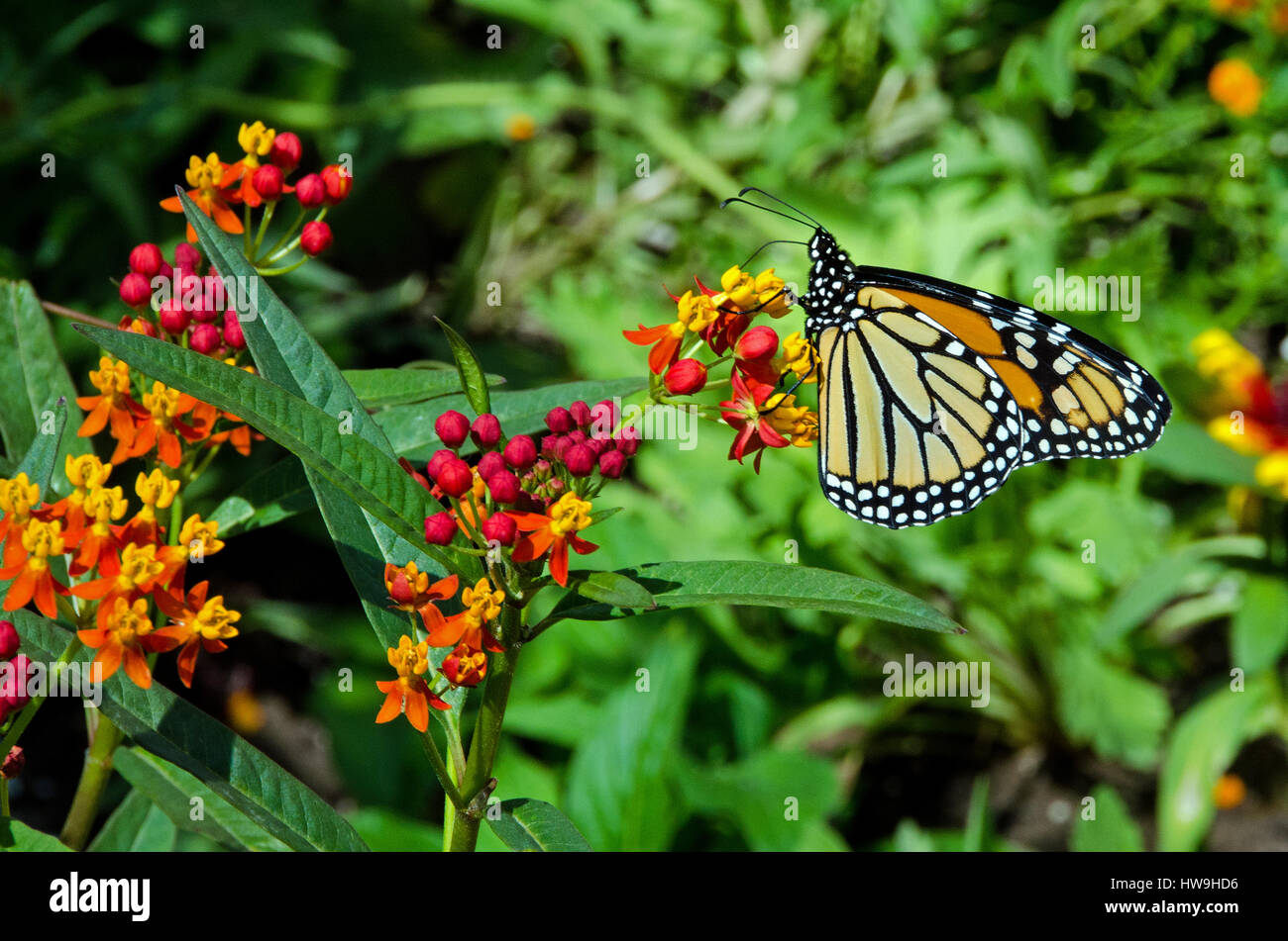 Monarch-Schmetterling ernährt sich von Asklepios in einem Florida-Garten. Stockfoto