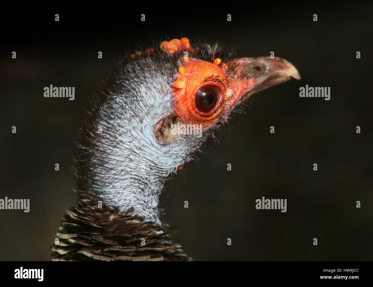 Weibliche Pfauentruthuhn (Meleagris Ocellata), in den Dschungeln von der mexikanischen Yucatán Halbinsel und Guatemala heimisch Stockfoto