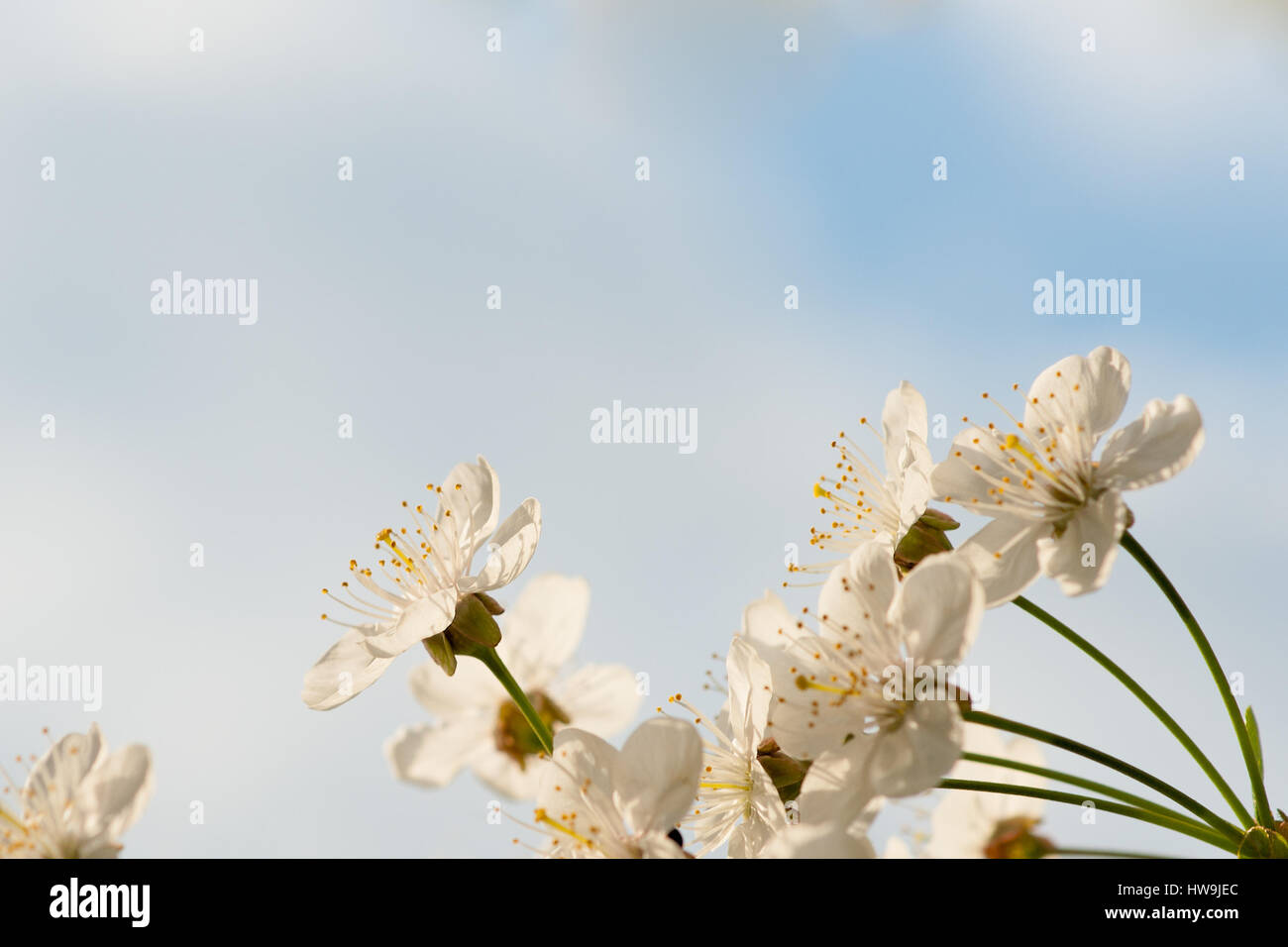 Kirschrote Blüten am unteren Rand des Bildes vor dem weichen blauen Hintergrund des Himmels und der Wolken. Freiraum zur Texteingabe. Stockfoto