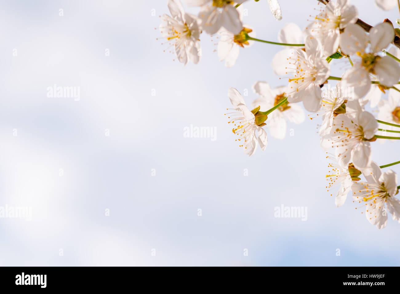 Weiche rosa Kirschblüten Blumen vom rechten Rand des Bildes vor dem weichen blauen Hintergrund des Himmels und der Wolken. Freiraum zur Texteingabe. Stockfoto