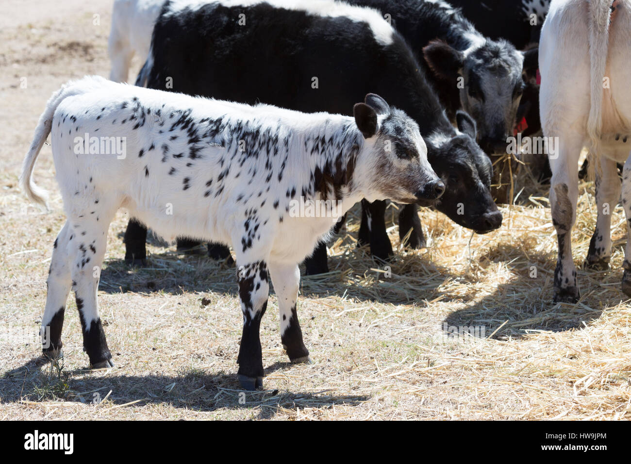 Rinder rassen -Fotos und -Bildmaterial in hoher Auflösung – Alamy