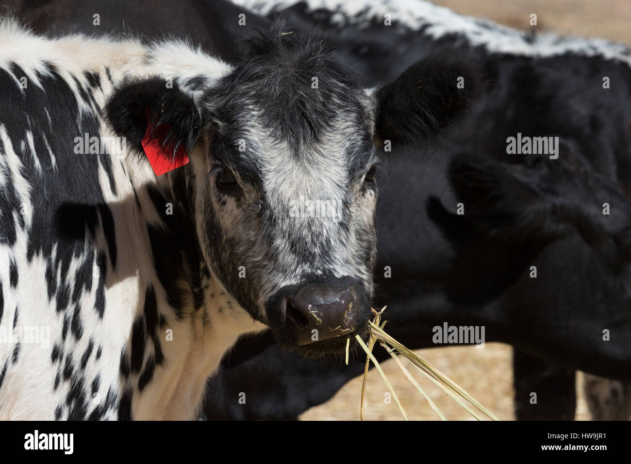 Ein Foto einer Speckle Park Kuh auf einer Farm im zentralen westlichen NSW, Australien. Es ist eines der nur ein paar Rinder Rassen in Kanada entwickelt und war Stockfoto