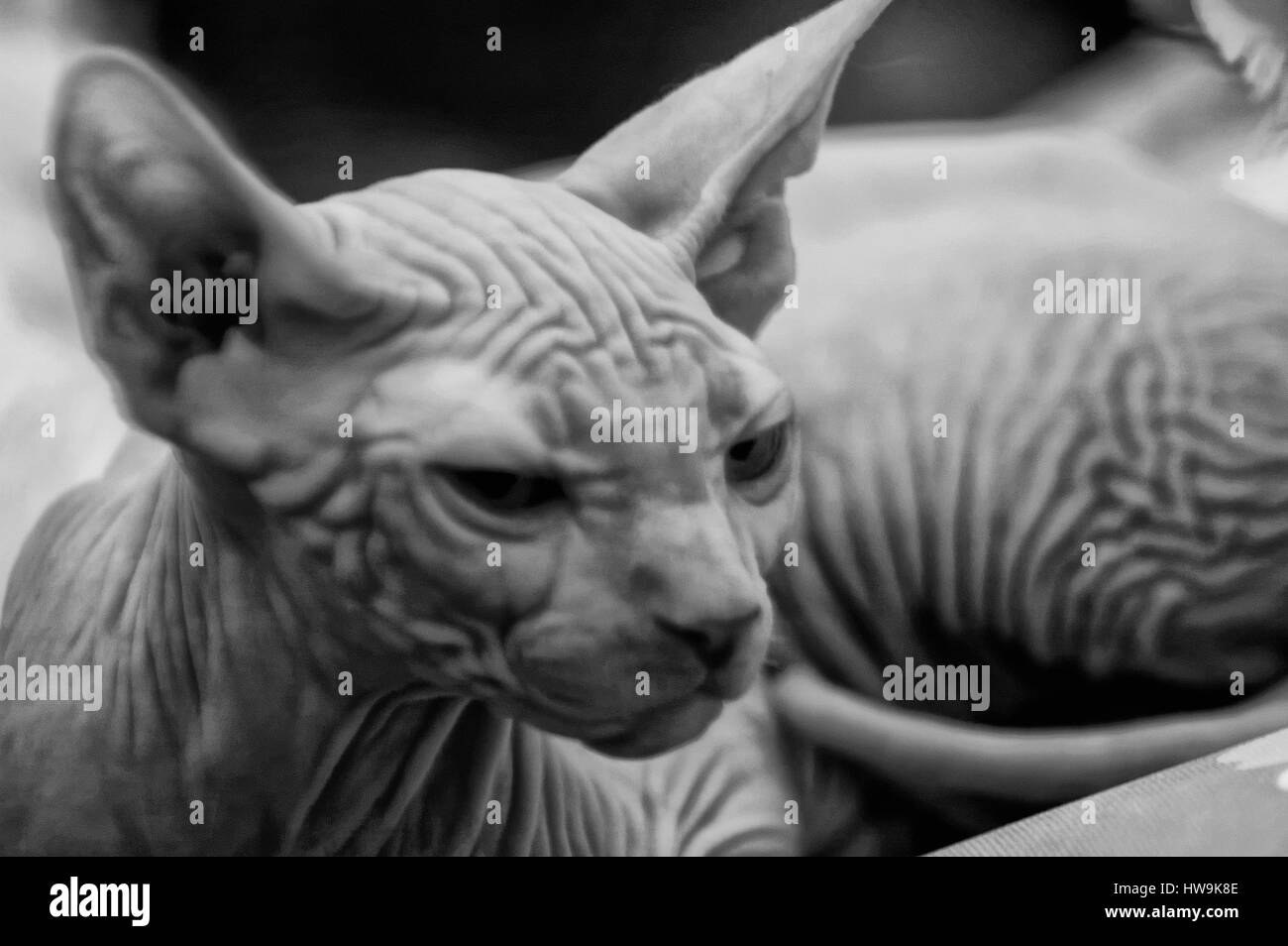 Illustrations Animals Image Cat Kitten Images Stockfotos