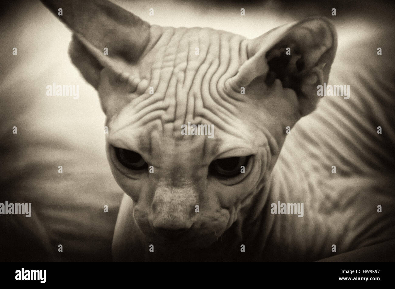 Illustrations Animals Image Cat Kitten Images Stockfotos