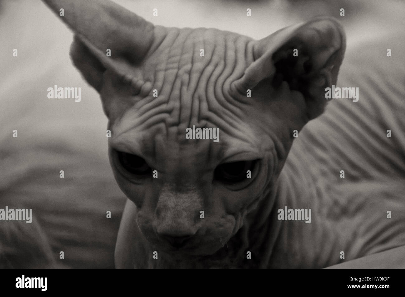 Illustrations Animals Image Cat Kitten Images Stockfotos
