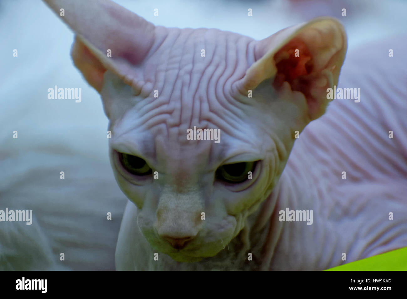Illustrations Animals Image Cat Kitten Images Stockfotos