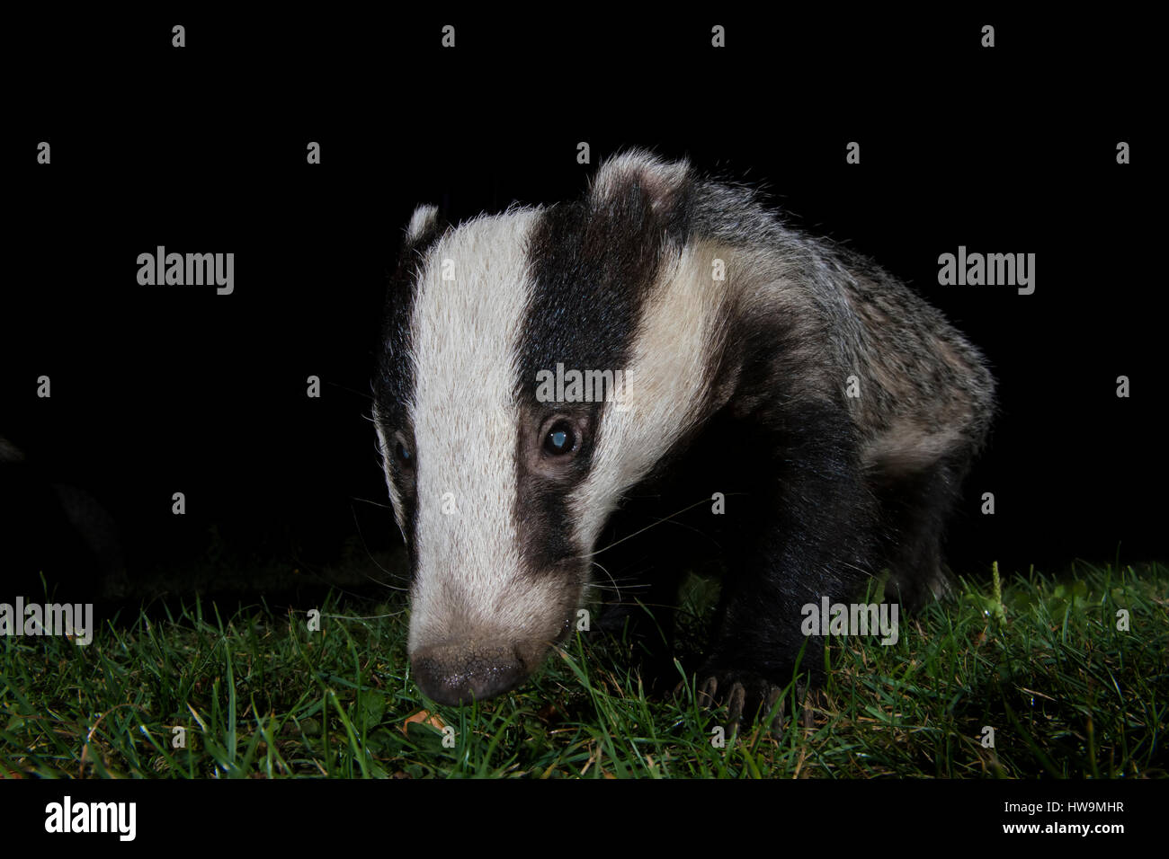 Nahaufnahme des eurasischen Dachs (Meles Meles) Besuch Vorort Garten in der Nacht, Hastings, East Sussex, UK Stockfoto