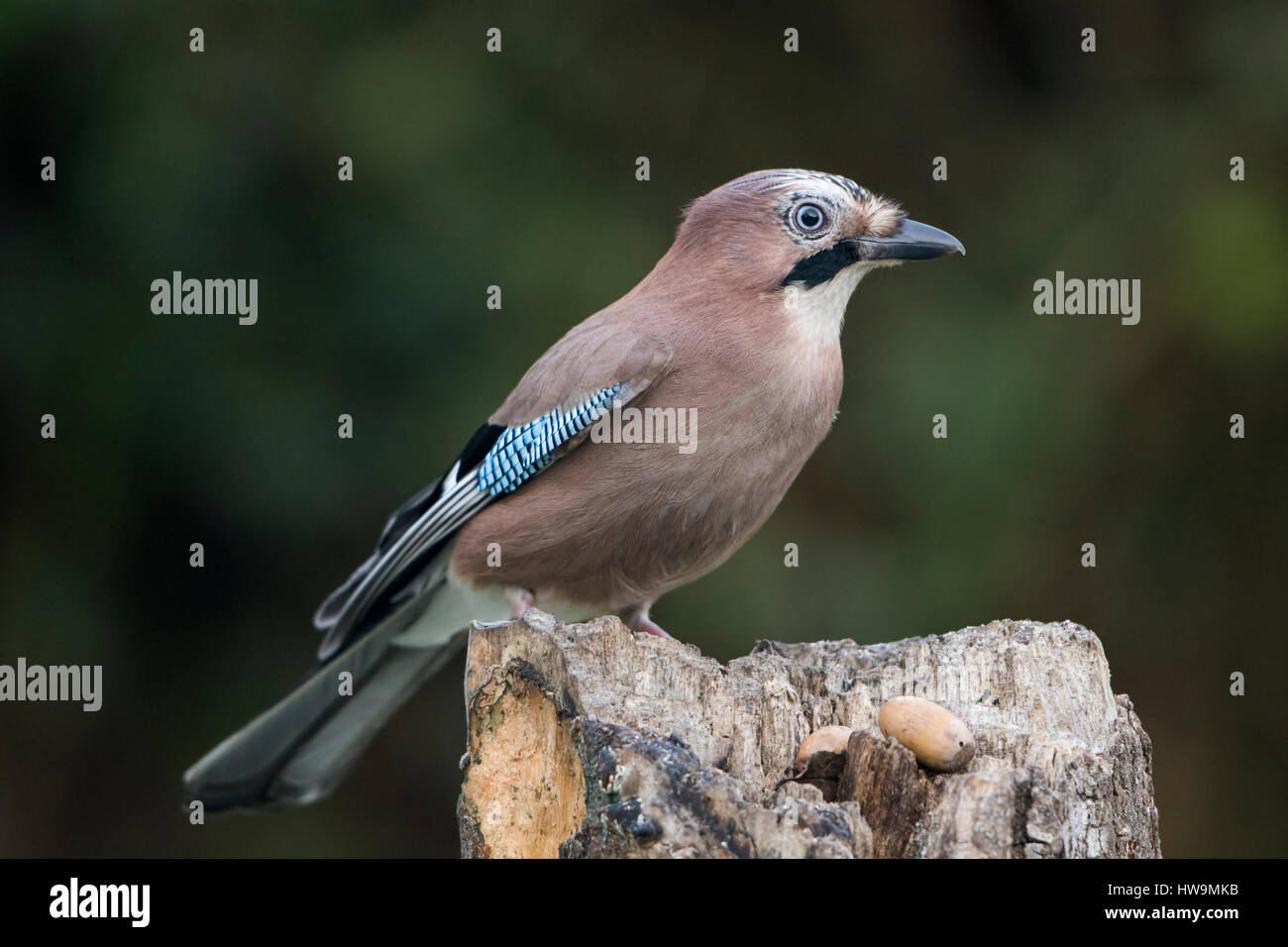 Ein Eichelhäher (Garrulus Glandarius) etwa zu holen eine Eichel aus Garten, Hastings, East Sussex, UK Stockfoto