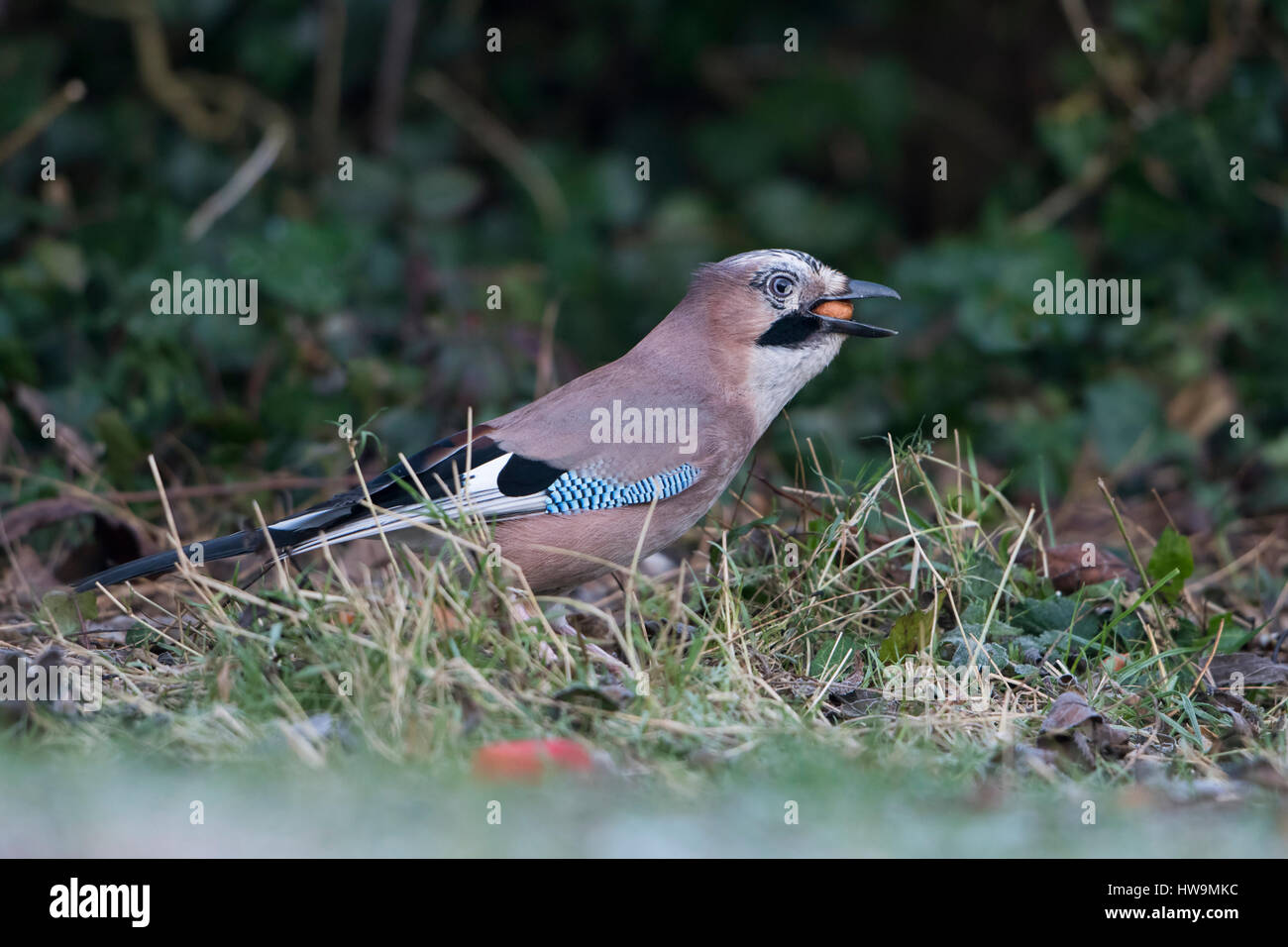 Ein Eichelhäher (Garrulus Glandarius) sammeln Erdnüsse in einem Garten, Hastings, East Sussex, UK Stockfoto