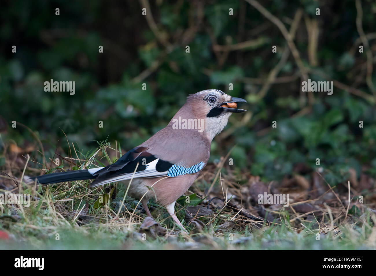Ein Eichelhäher (Garrulus Glandarius) sammeln Erdnüsse in einem Garten, Hastings, East Sussex, UK Stockfoto