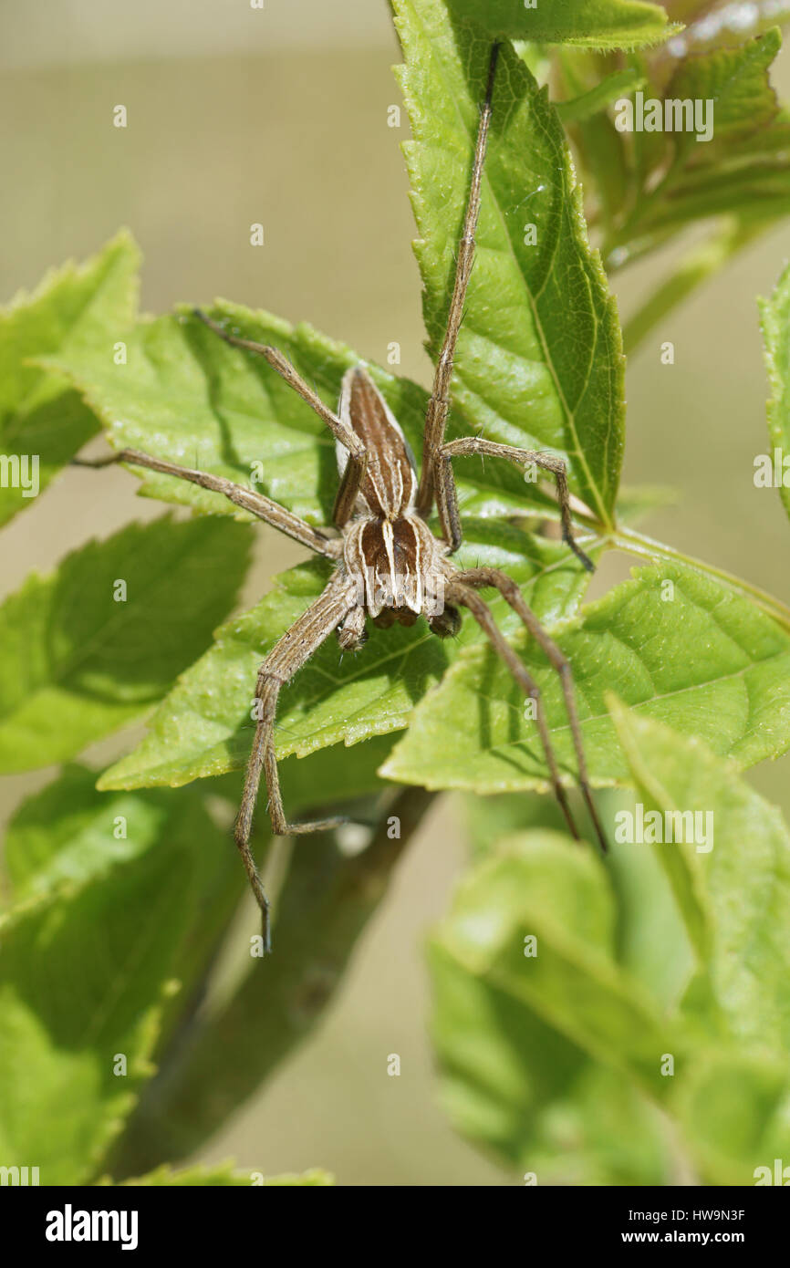 Pisaura mirabilis Stockfoto