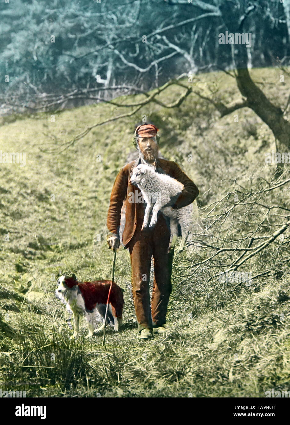 Schottischer Schäferhund - Hand farbige Foto - viktorianische Periode Stockfoto