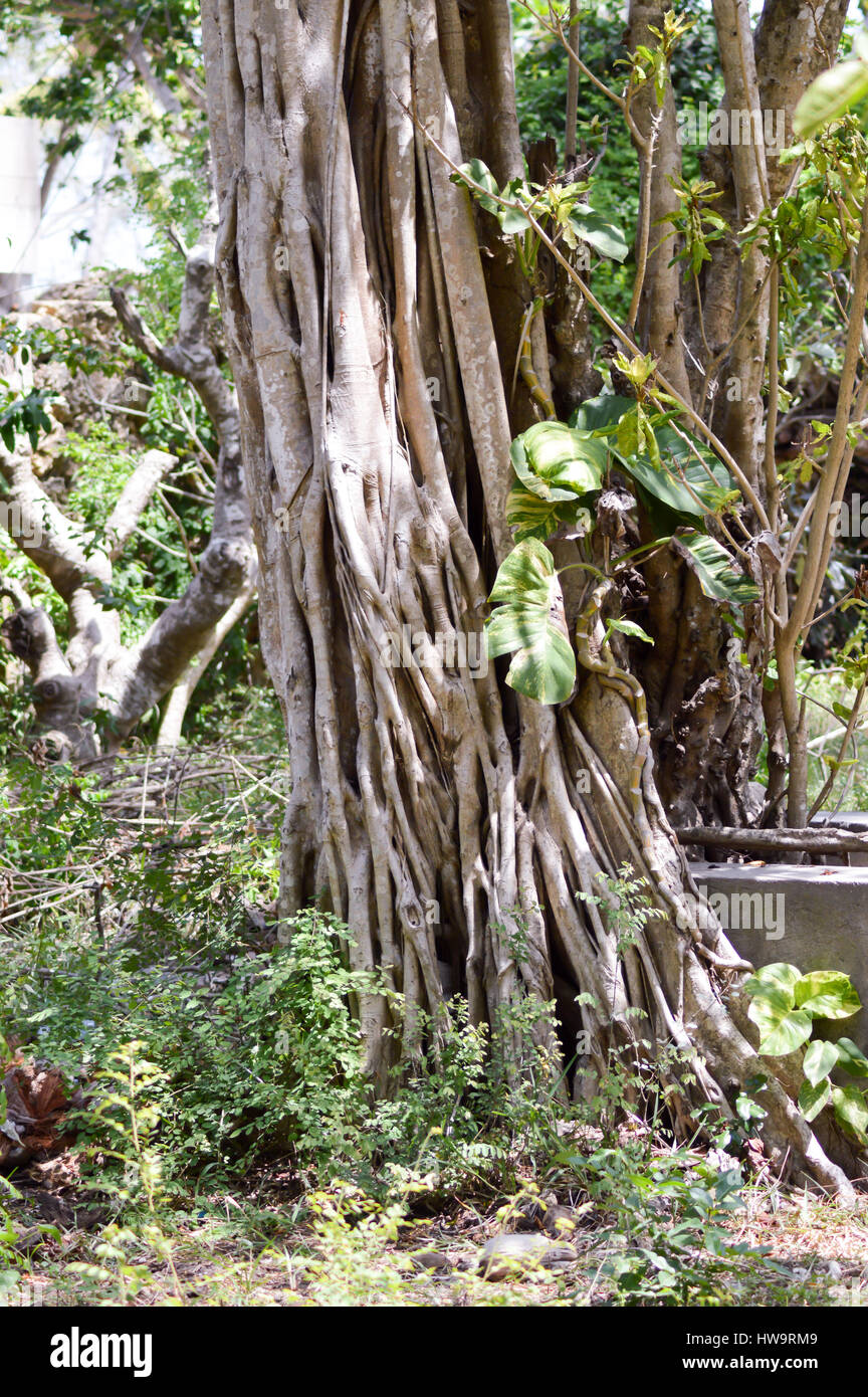 Root-Cluster auf einem Baumstamm in Kenia Stockfoto