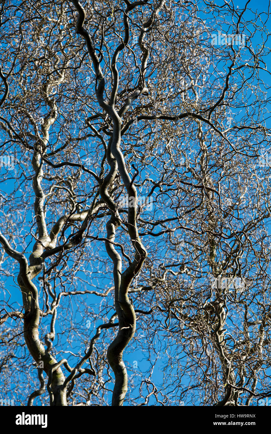Salix Babylonica Pekinensis Tortuosa, Salix, Weide, saliceae.contorted