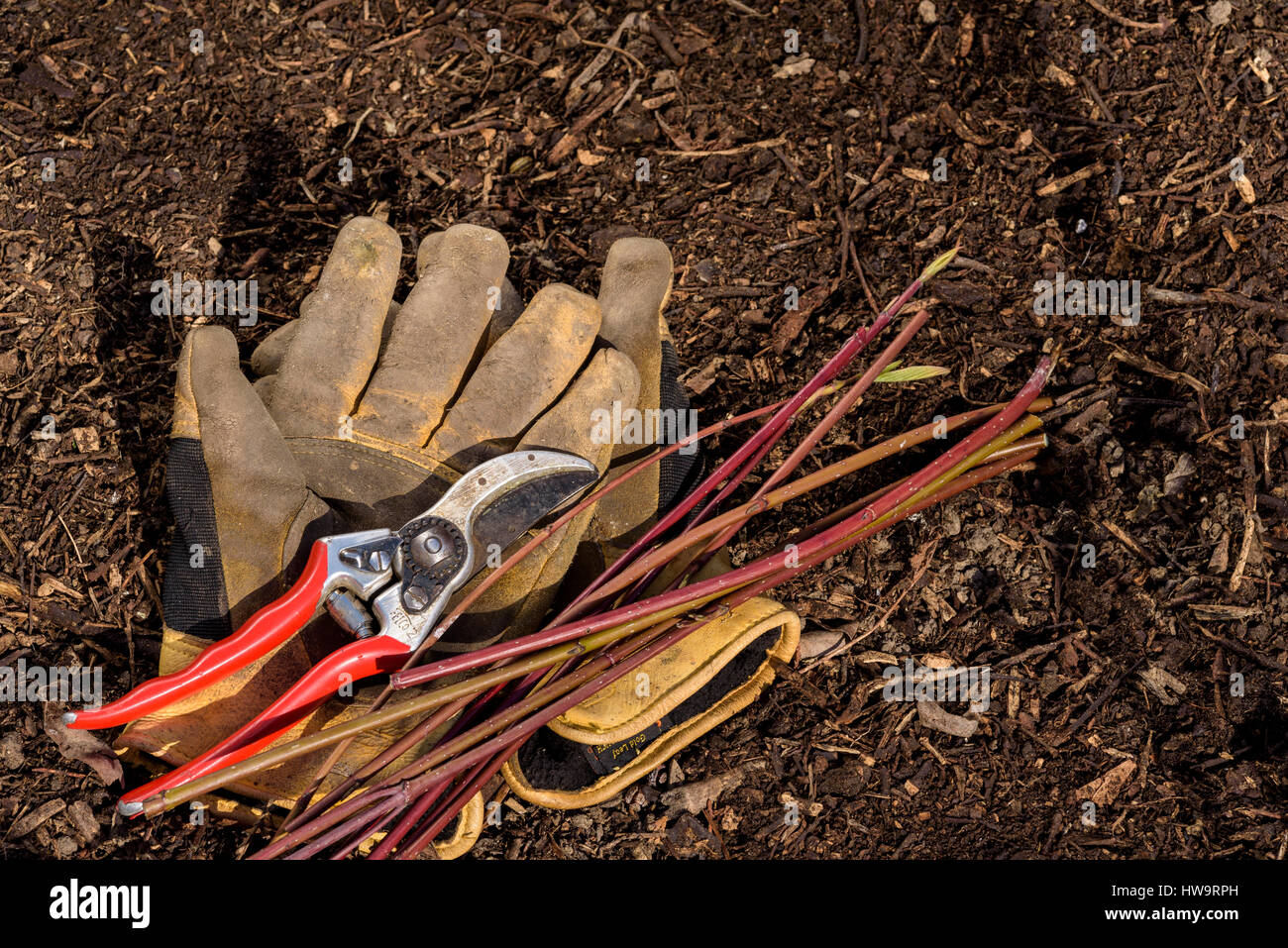 Garten Handschuhe und Gartenscheren; Festlegung auf Boden mit einigen Baumschnitt. Stockfoto