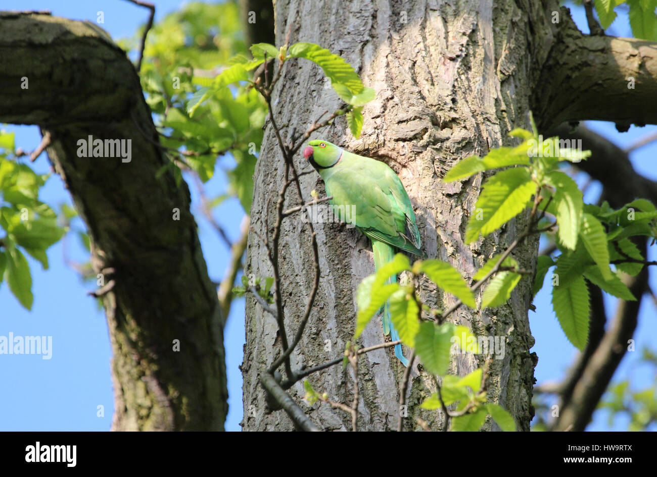 Wild Parakeet in Birmingham, West Midlands, England, Großbritannien. Stockfoto