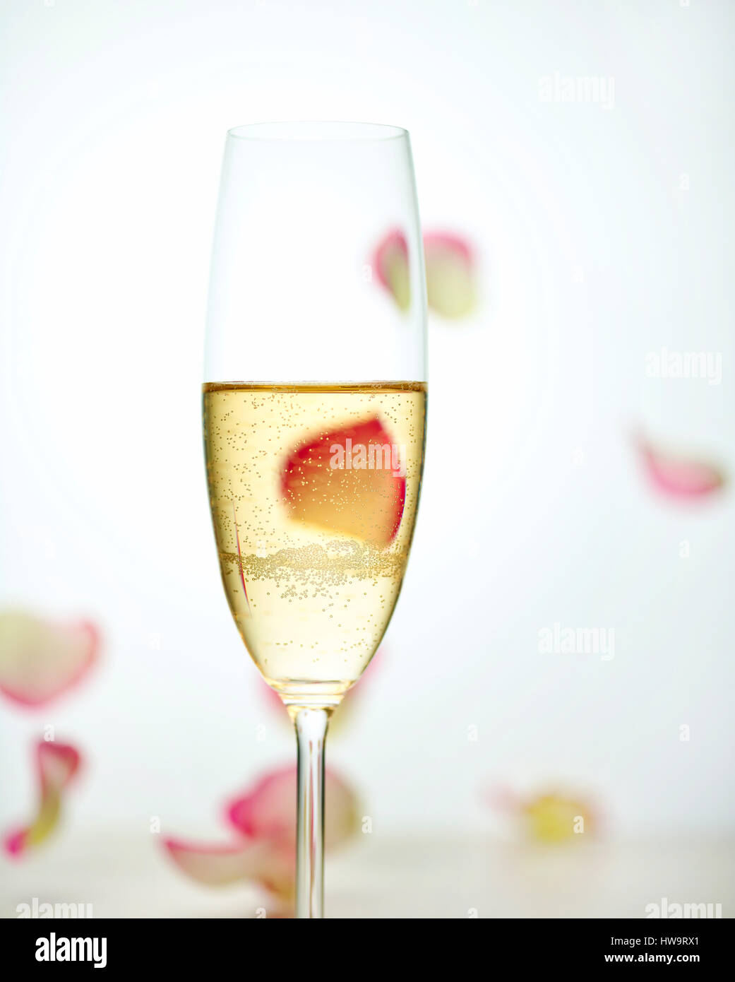 Glas Champagner und fallenden Rosenblättern, selektiven Fokus Stockfoto