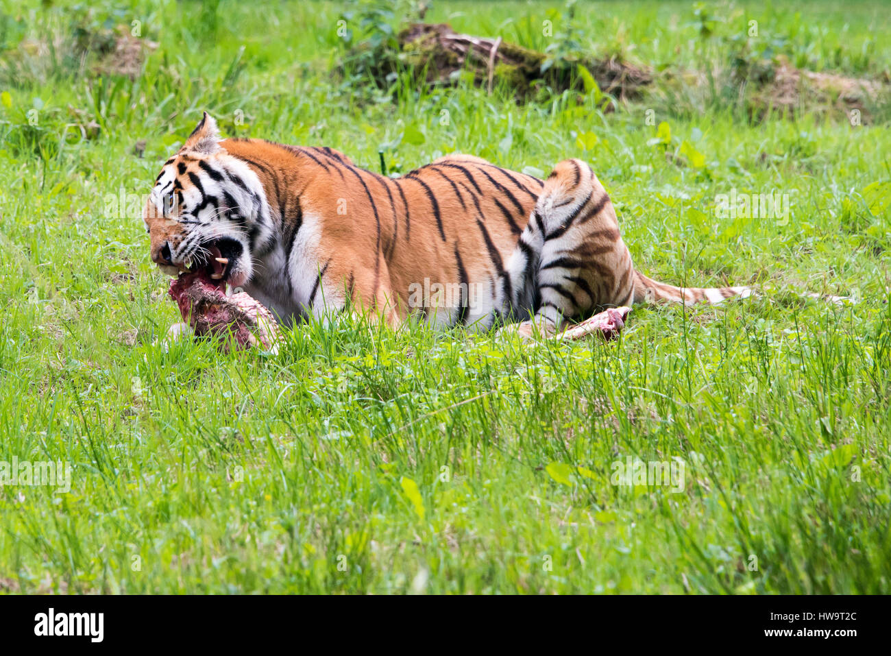 Horizontale Nahaufnahme von einem bengalischen Tiger. Stockfoto